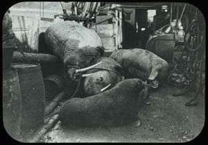 Image: Walrus on Deck of S.S.Roosevelt
